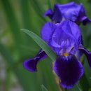 블루향기 이미지