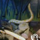 애완동물원 이미지