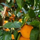 준이농장1 이미지