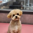 우한수 애견미용실 이미지