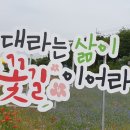 날으는 꽃돼지 이미지