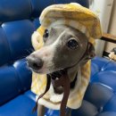 멍스타그램 이미지