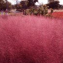 가을의 길목 한강변에서 한컷 - 핑크뮬리 풀 - Pink Muhly Grass - (벼과 여러해살이 풀) 이미지