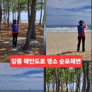 사천송림 | 강릉 해변 추천 해안도로 순포해변 실제 방문 후기