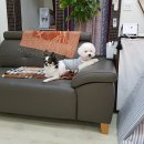 희야네 애견미용실 | 송뽀송 미용실 후기