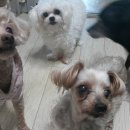 까미랑 몽이 이미지