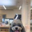 케이독 ST 이미지