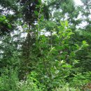 설악농장 이미지