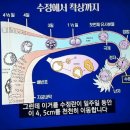 수정후 태아가 되기까지 임신기간 변화도 이미지