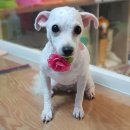 함안 애견샵 러블리펫 이미지