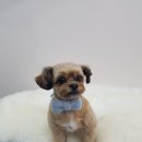 클라라애견 이미지