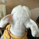 이쁘개(이동애견미용) 이미지