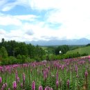 꽃의천국 일본 북해도,,, 이미지