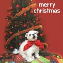 두리애견 이미지