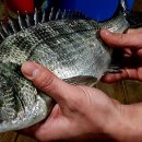 서신레저바다낚시터 이미지