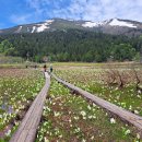 [일본]2026년6월4일~8일 4박5일. 물파초 핀 목도를 걷는 일본 최대 고산습원 ＜오제국립공원＞트레킹 이미지