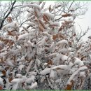 고운미소 이미지