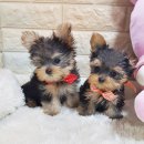 다양하개 이미지