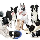 강아지와고양이 이미지