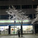 세븐일레븐(송파성내천점) | 강아지 산책일기 크앤쿠 산책하개 D-178, 2024 벚꽃 스토리 1탄