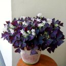 해태세탁소 이미지