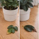 이레반점 | 식물 잎 문제 5가지와 해결법 | 식물 잎 끝 마름, 잎 타는 것 구분하기