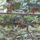 영걸농장 이미지