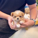 하나애견 | 잠실강아지분양 후기 좋은 전문 애견샵 추천