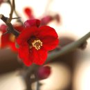 안산 식물원 이미지