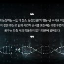 렘(REM)