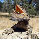 동부 턱수염도마뱀 [수염드래곤, Eastern bearded dragon (Pogona barbata)] 이미지