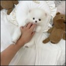 멍앤냥 강아지고양이 안양점 이미지