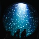 JOE'S PC ZONE | 싱가포르 가볼만한곳 오셔너리움 티켓 예약 관람 센토사섬 여행코스