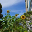 교대부설초등학교앞 이미지