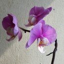 개화약국 이미지