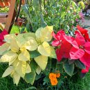 부곡원조 메기탕 이미지