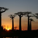 바오밥나무 이미지