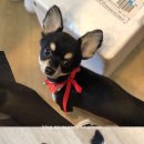 루루는포메 이미지