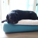 헬로우동물병원 이미지