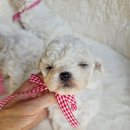 화이트 켄넬 이미지