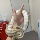 헬로우렙타일