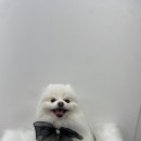 댕블리냥 이미지