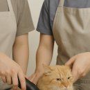 묘묭(MyoMyong) 이미지