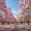 인생학교 봄 | 김해 목련숲 개화시기, 봄의 전령사, 인생샷 명소 방문 후기