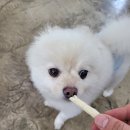 어벤독스 이미지