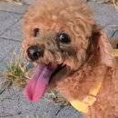 소풍가는멍냥이 - 서구 신갈마로 209-1 | 소풍가는멍냥이