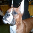 프라이드 켄넬 이미지