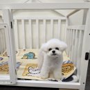 럭키하개 이미지