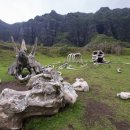 알라모사우루스 이미지