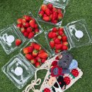 서울농장 | 서울근교 딸기농장 체험 울트라팜 후기 🍓❤️